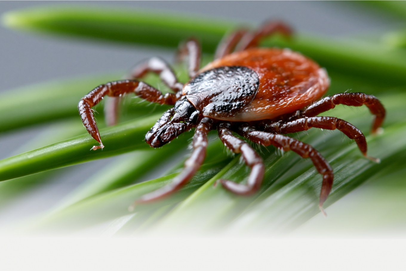 Zeckenschutz Header mobil